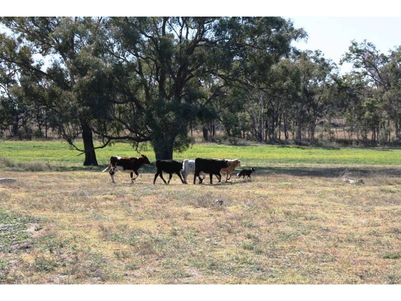 Lot 1 Lagoon Creek Rd, Greymare QLD 4370