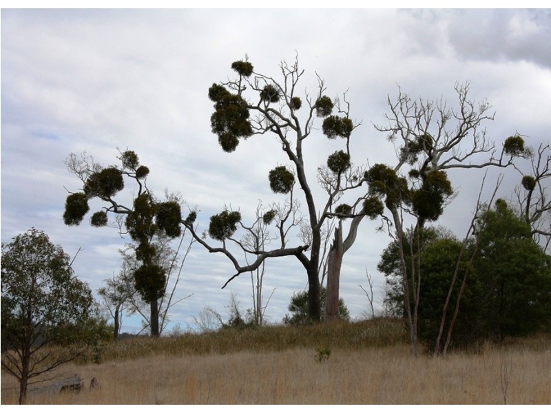 Lot 101 Wylie Creek Road, Wylie Creek NSW 2372