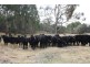 Lot 101 Wylie Creek Road, Wylie Creek NSW 2372