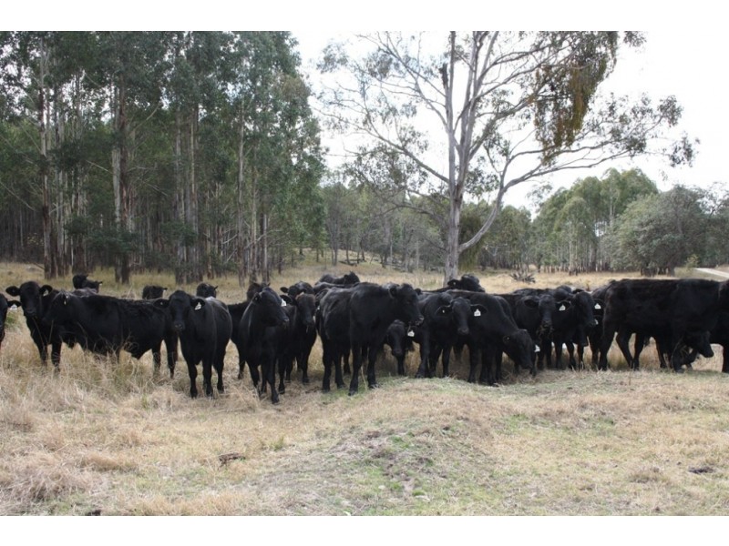 Lot 101 Wylie Creek Road, Wylie Creek NSW 2372
