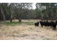 Lot 101 Wylie Creek Road, Wylie Creek NSW 2372