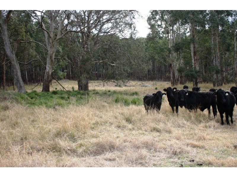 Lot 101 Wylie Creek Road, Wylie Creek NSW 2372