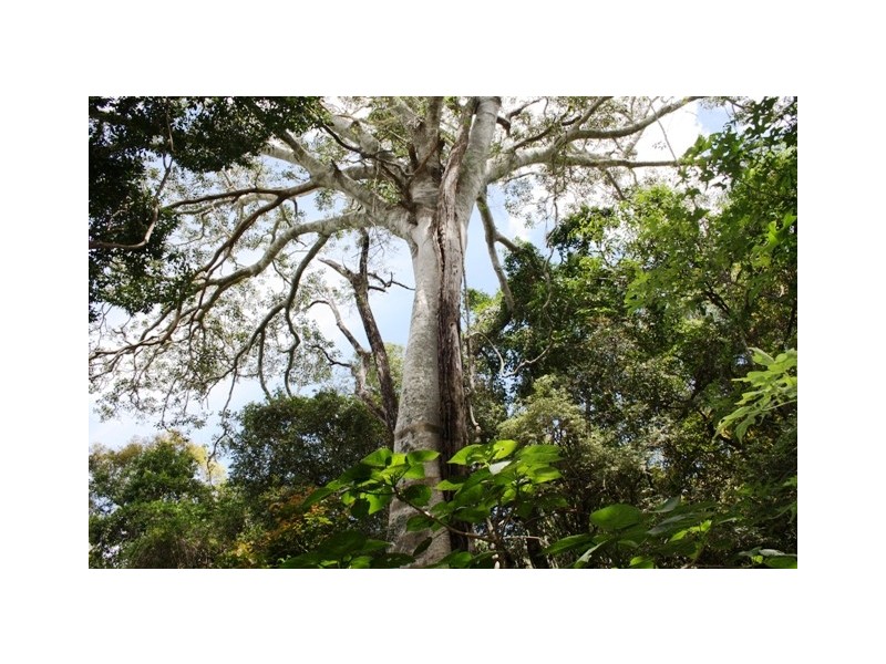 Lot 55 Mauchs Road, Upper Freestone QLD 4370