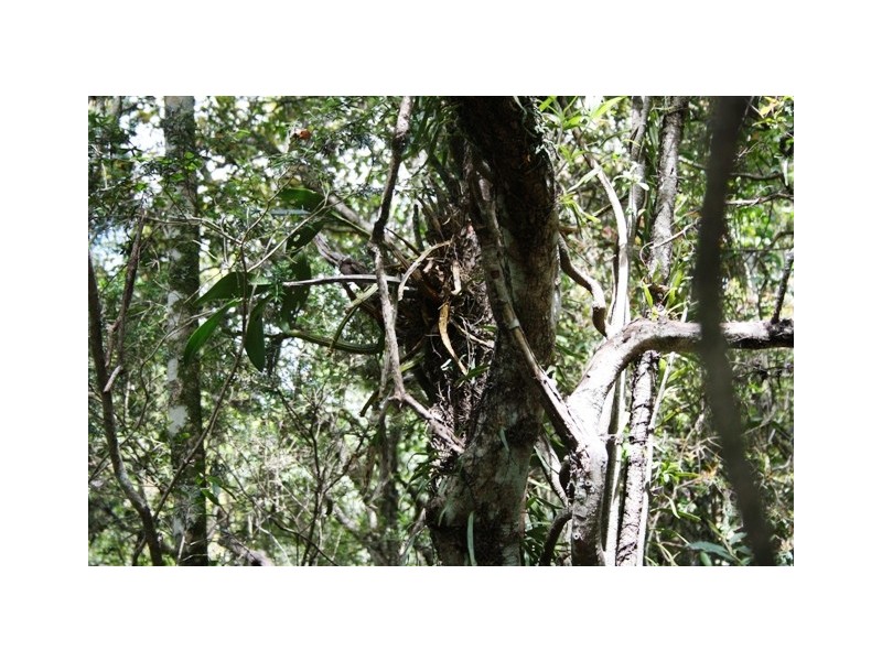 Lot 55 Mauchs Road, Upper Freestone QLD 4370