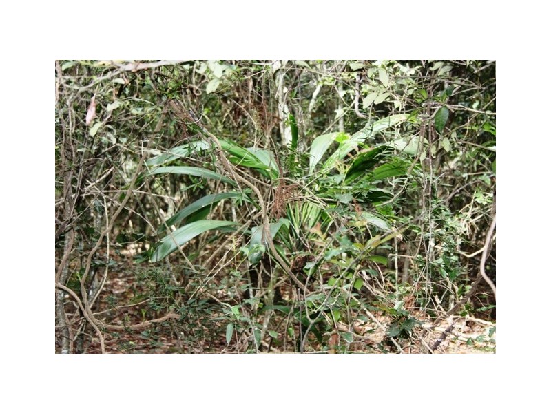 Lot 55 Mauchs Road, Upper Freestone QLD 4370