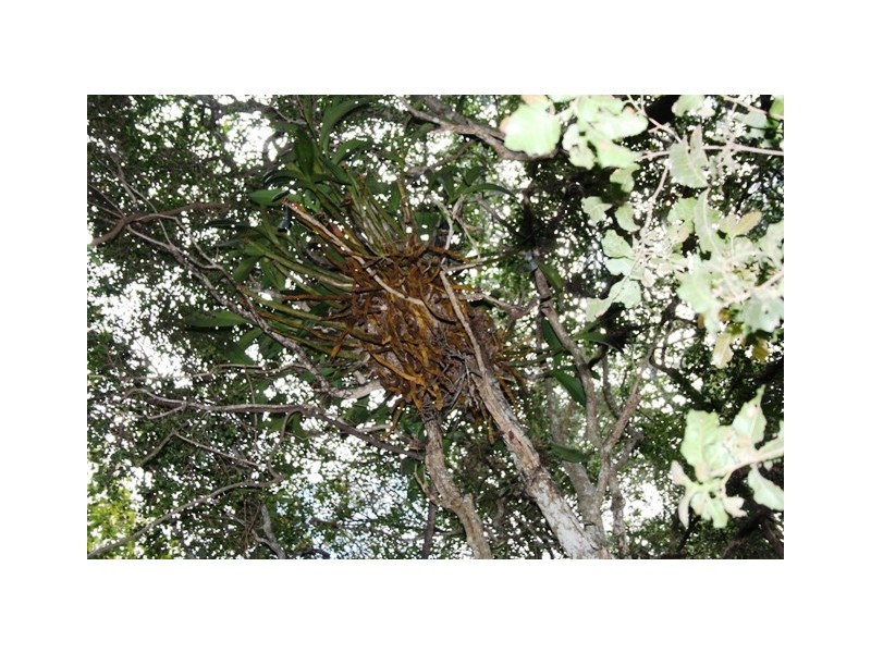 Lot 55 Mauchs Road, Upper Freestone QLD 4370