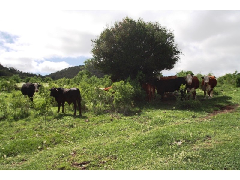 Lot 1 and 2 Coopers Gully Rd, Yangan QLD 4371