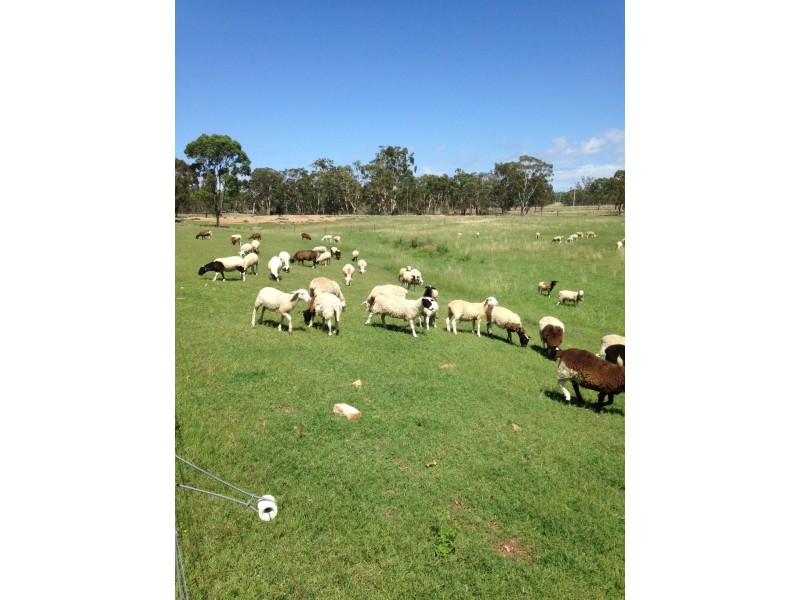 Thane QLD 4370
