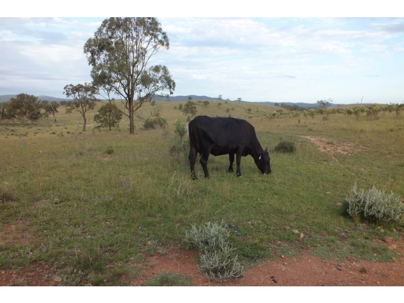 Thane QLD 4370