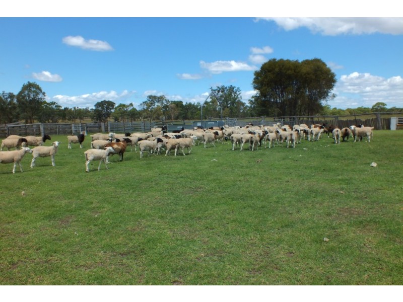 Thane QLD 4370