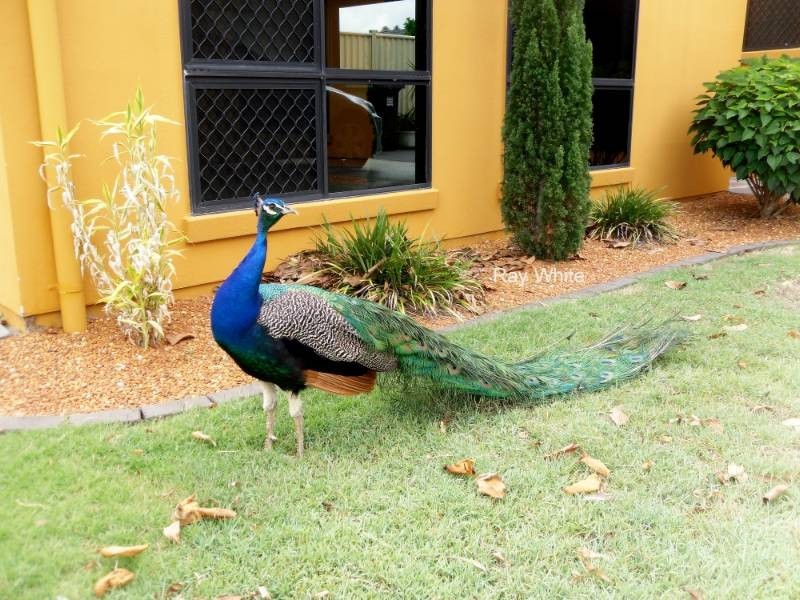 11 Lazzarini Place, Deception Bay QLD 4508