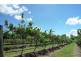 Cliftleigh NSW 2321