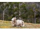 38 Bruschs Road, Oyster Cove TAS 7150