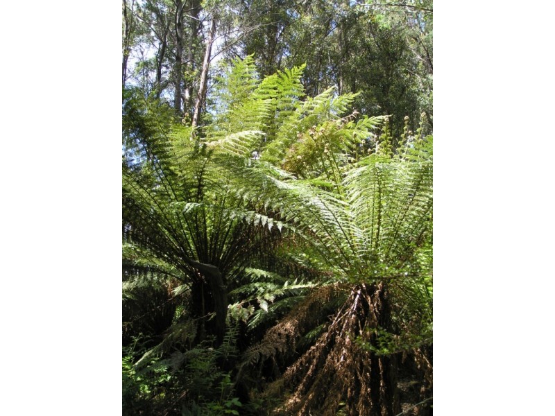 Oyster Cove TAS 7150