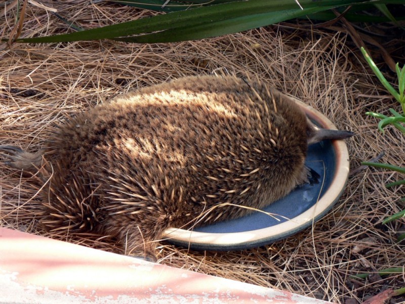 926 Killora Road, Bruny Island TAS 7150