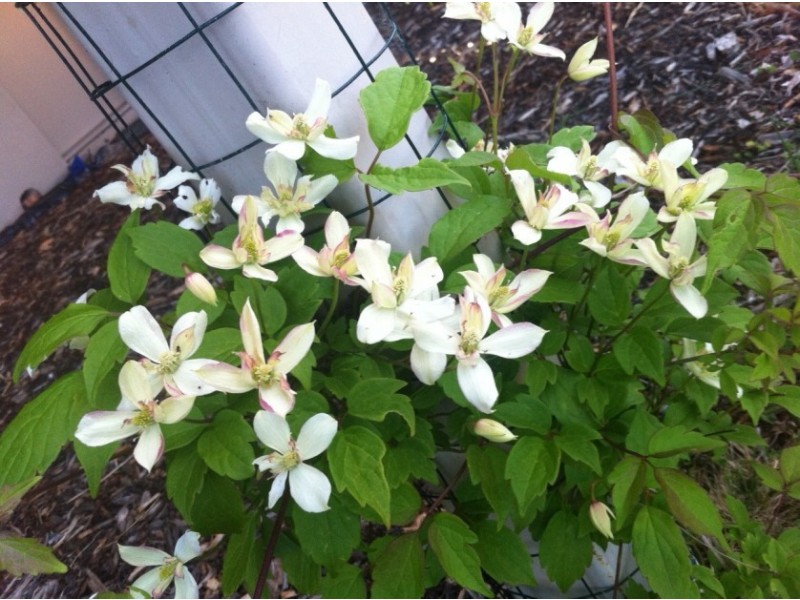 41 Corlacus Drive, Kingston TAS 7050