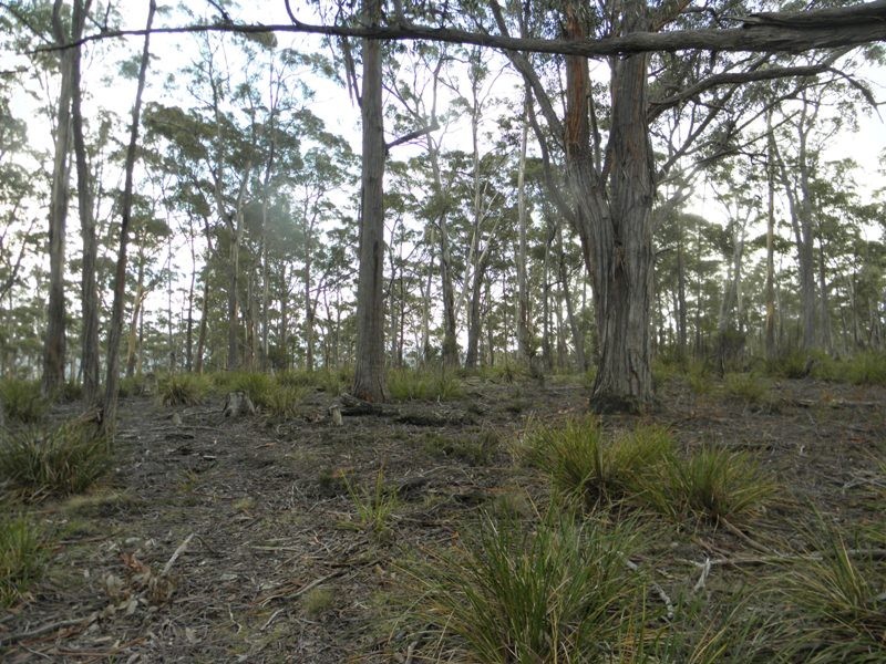 Lot 3 Apollo Bay Road, Apollo Bay TAS 7150