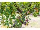 7 Charles Eaton Court, Huntingfield TAS 7055