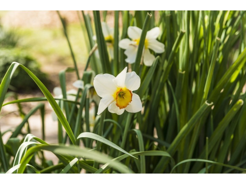 38 McMillan Crescent, Narrabundah ACT 2604