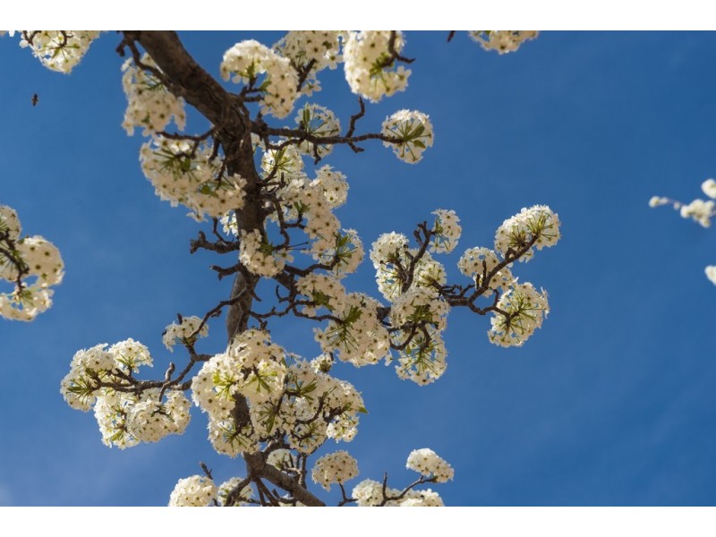 38 McMillan Crescent, Narrabundah ACT 2604