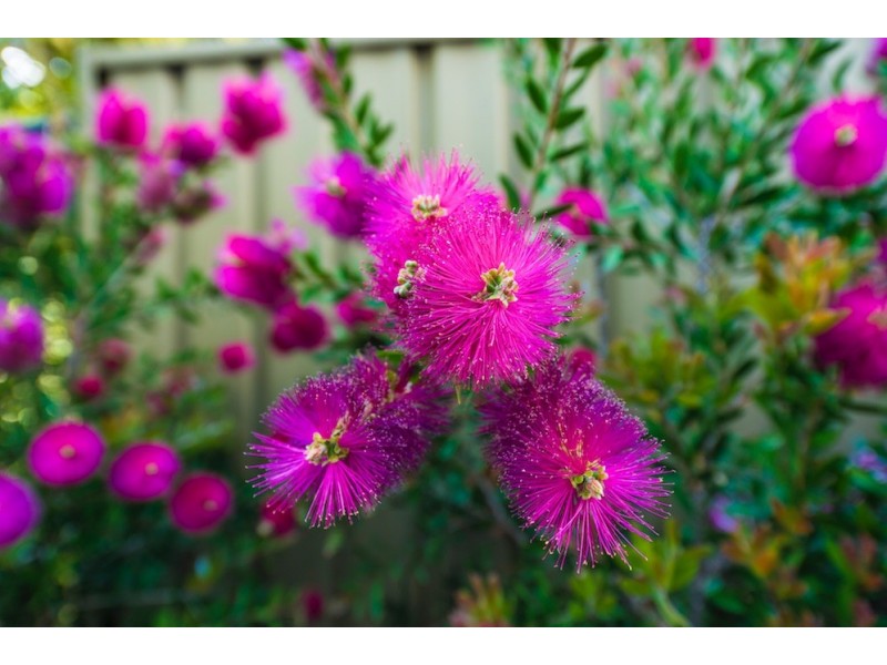 1/155 Strickland Crescent, Deakin ACT 2600