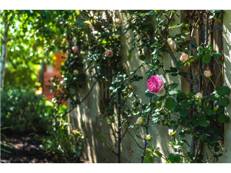 18 Wylie Street, Narrabundah ACT 2604