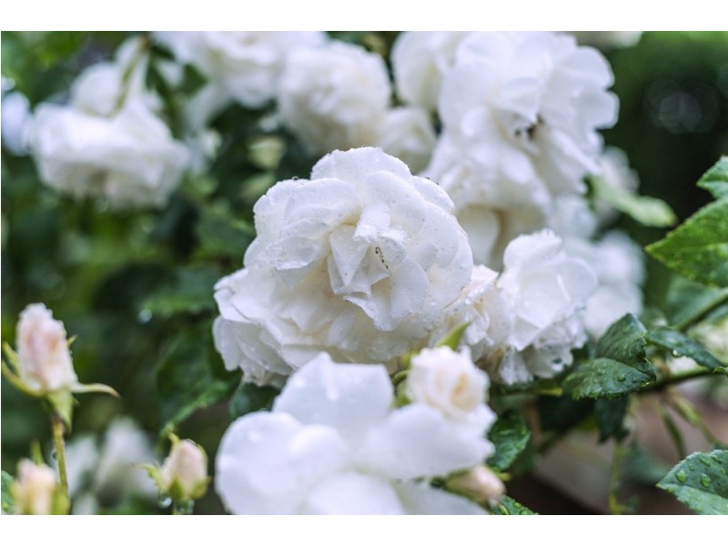 2 Pollock Street, Chifley ACT 2606