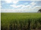 Lot 1,3 and 4 Maitland Road, Moonta SA 5558