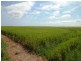 Lot 1,3 and 4 Maitland Road, Moonta SA 5558