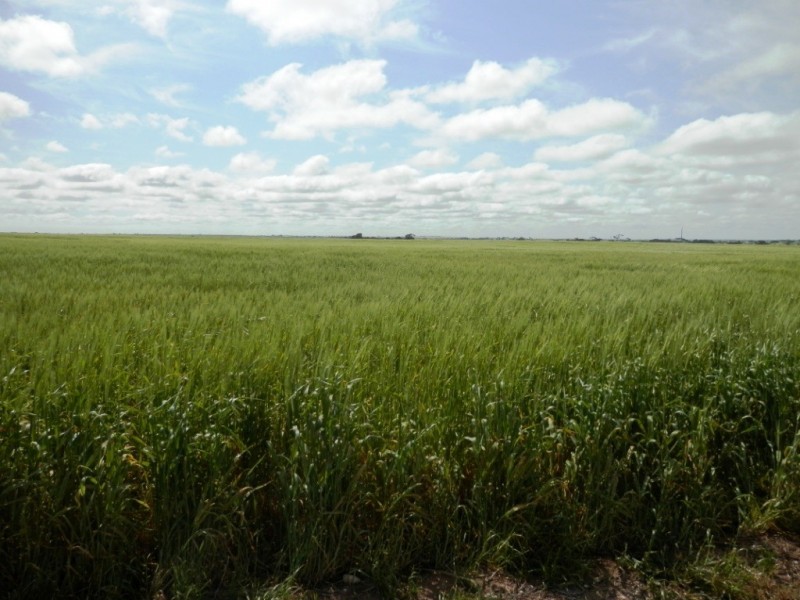 Lot 1,3 and 4 Maitland Road, Moonta SA 5558