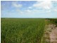 Lot 1,3 and 4 Maitland Road, Moonta SA 5558