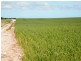 Lot 1,3 and 4 Maitland Road, Moonta SA 5558