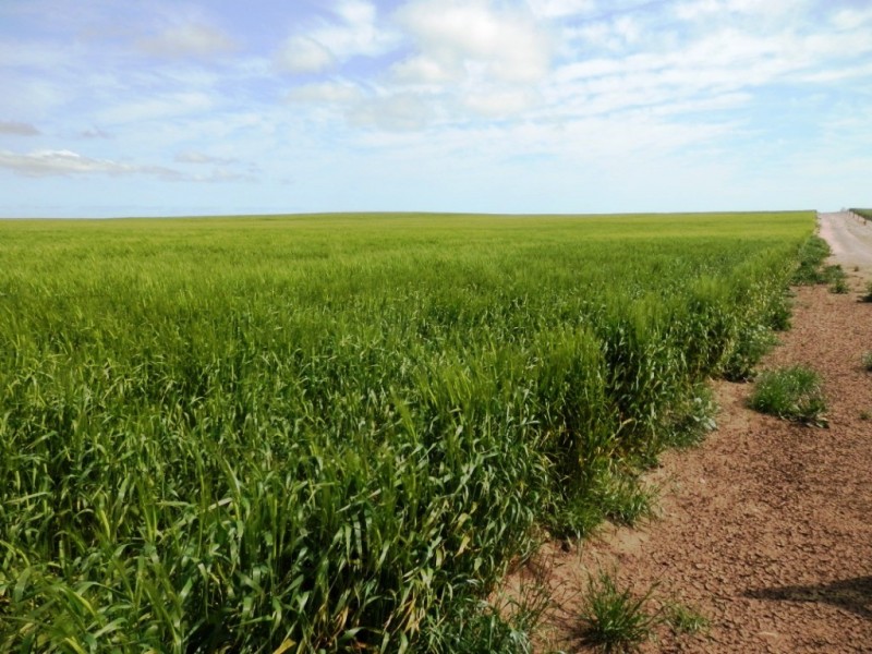 Lot 5 Moonta Road, Moonta SA 5558