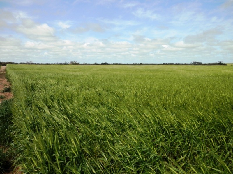 Lot 5 Moonta Road, Moonta SA 5558