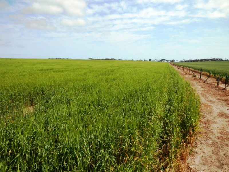 Lot 5 Moonta Road, Moonta SA 5558