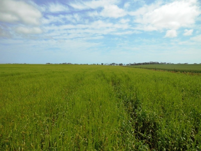 Lot 5 Moonta Road, Moonta SA 5558