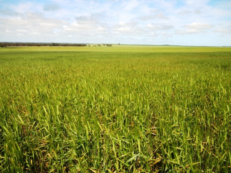 Lot 5 Moonta Road, Moonta SA 5558