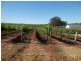 Lot 302 Merildin Road, Mintaro SA 5415