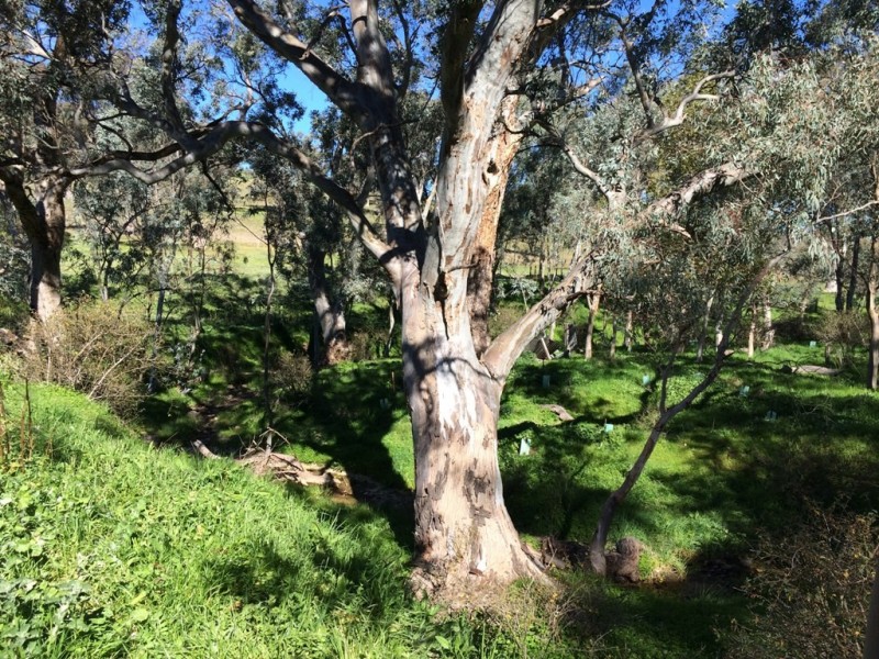 Section 469 Survey Road, Melrose SA 5483