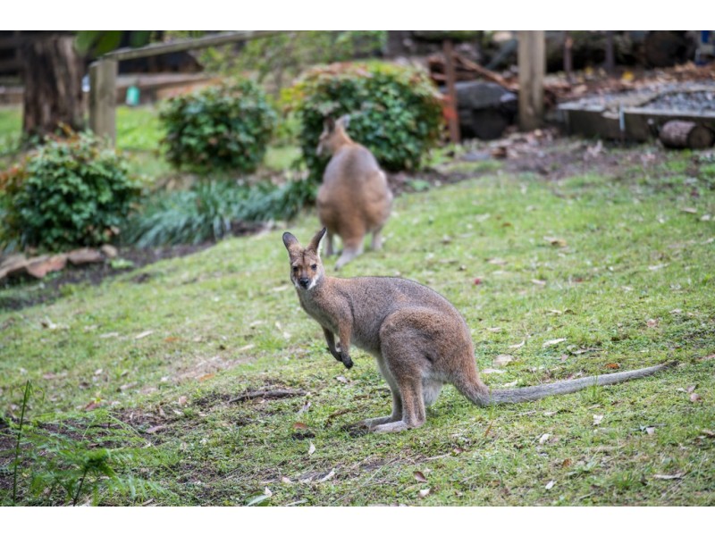 18/1953 Chichester Dam Road, Bandon Grove Via, Dungog NSW 2420