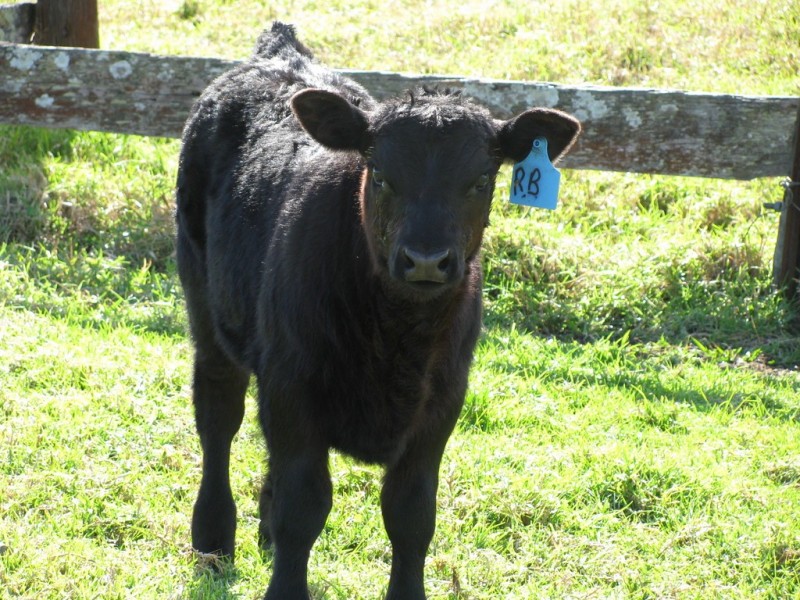 734 Glen William Road, Clarence Town NSW 2321