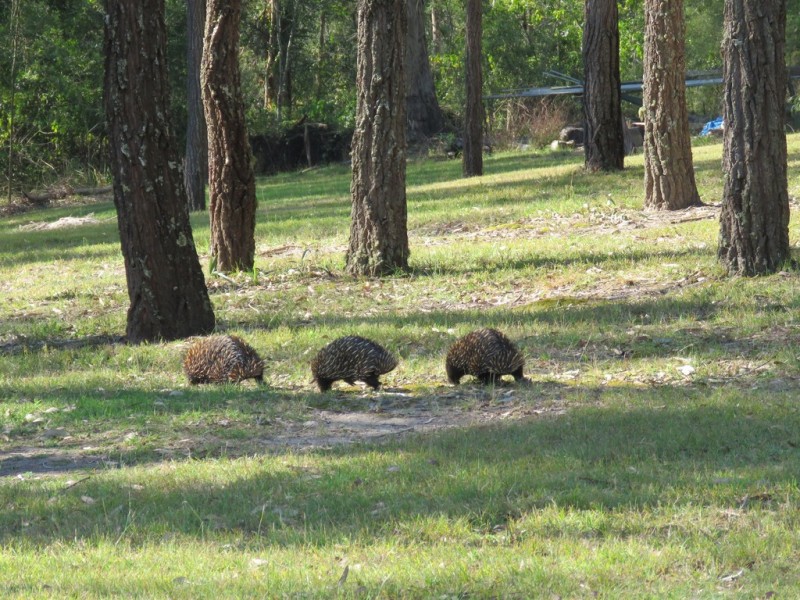 16 Wallaby Close, Duns Creek NSW 2321