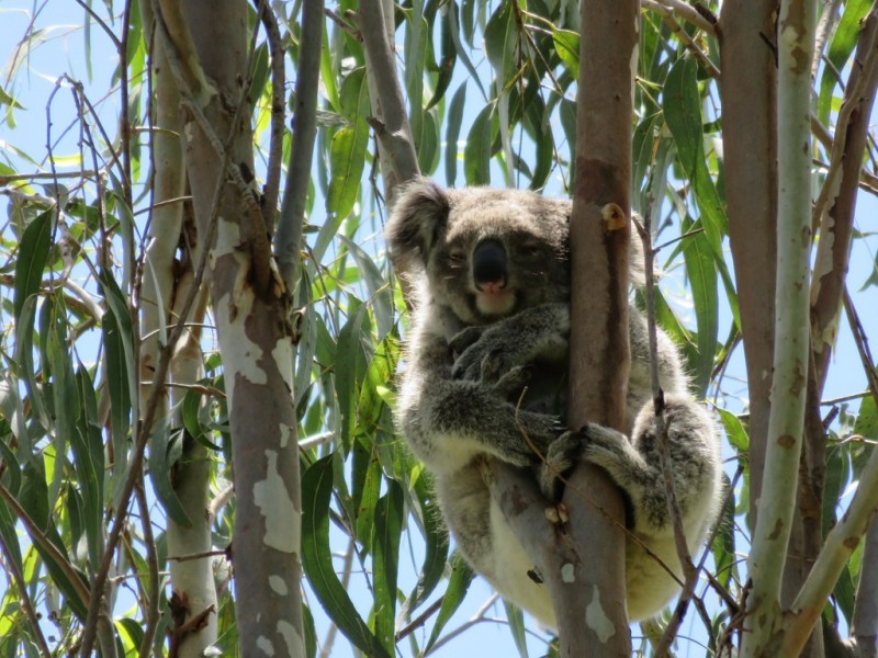 16 Wallaby Close, Duns Creek NSW 2321