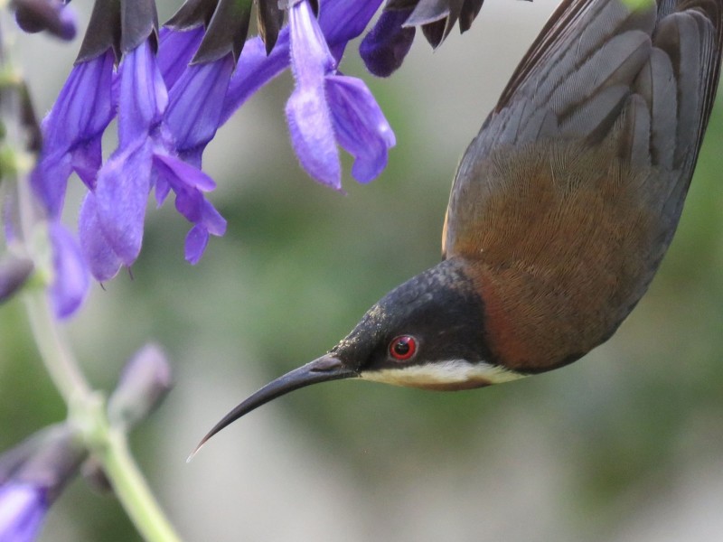 16 Wallaby Close, Duns Creek NSW 2321