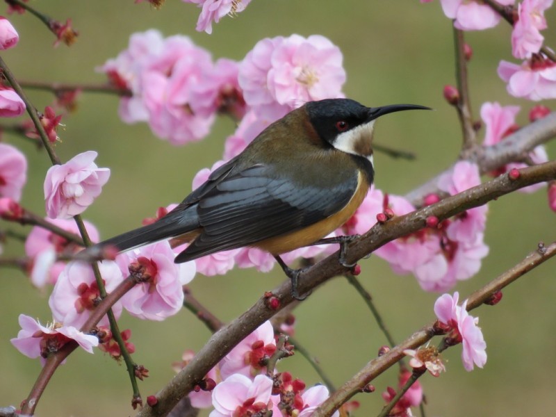 16 Wallaby Close, Duns Creek NSW 2321