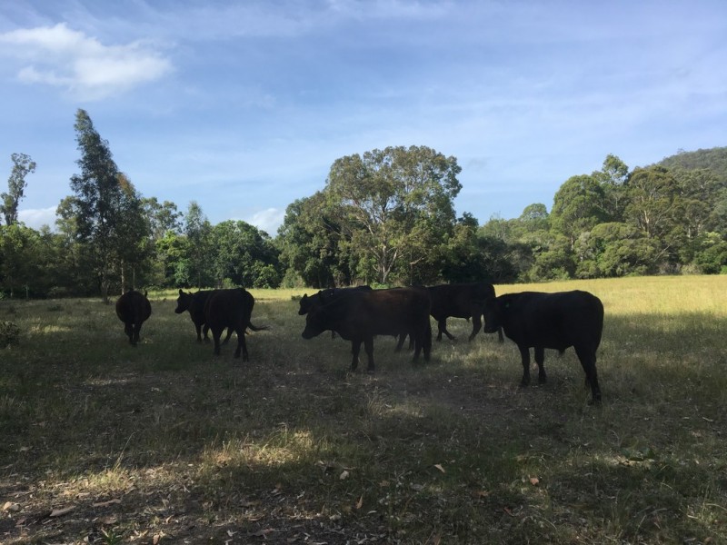 92 Punchs Road, Clarence Town NSW 2321