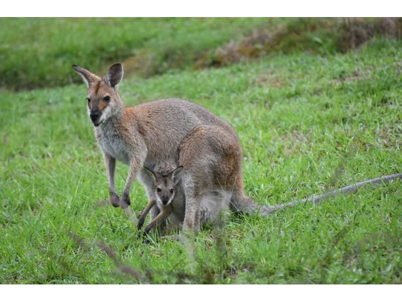 367 Moores Road, Monkerai via, Dungog NSW 2420