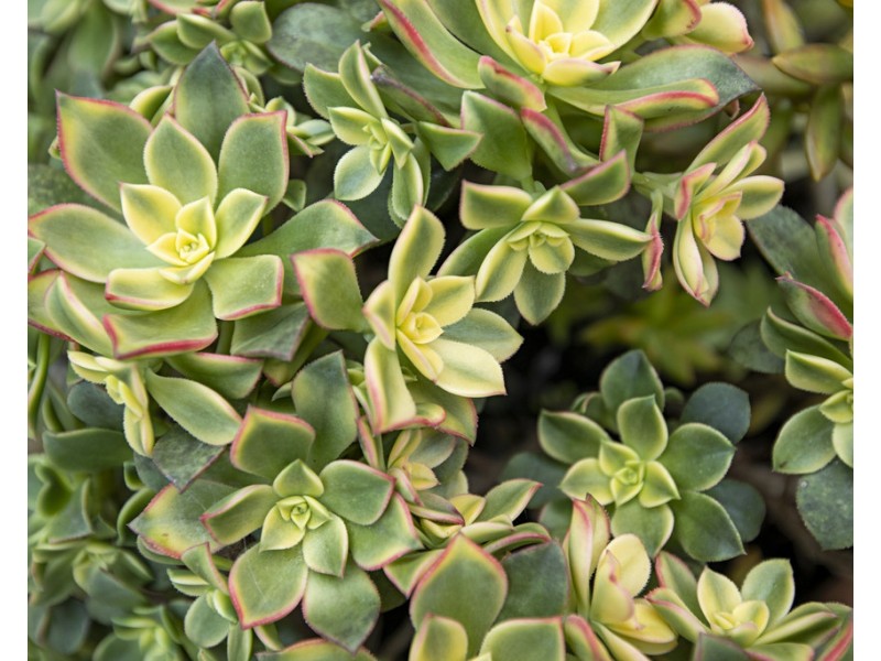 5 Ribbonwood Close, Largs NSW 2320