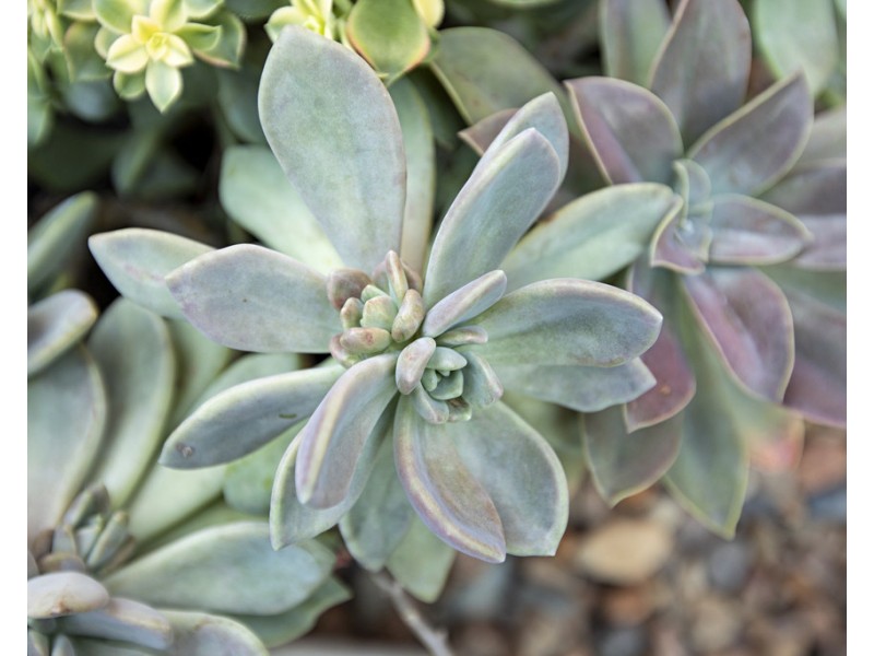 5 Ribbonwood Close, Largs NSW 2320