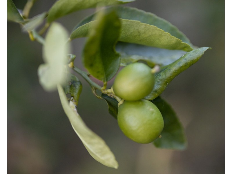 5 Ribbonwood Close, Largs NSW 2320